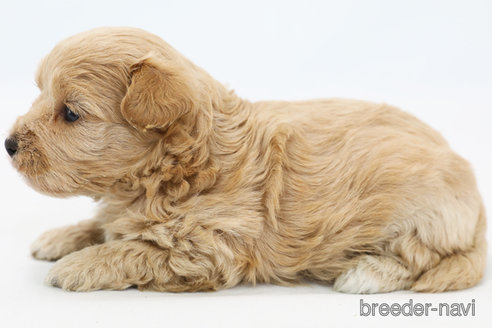 成約済の神奈川県のマルプー:マルチーズ×トイプードル-305805の4枚目